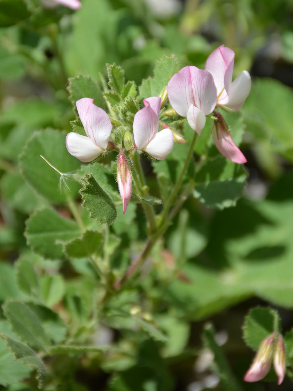 Ononis rotundifolia / Ononis a foglie tonde